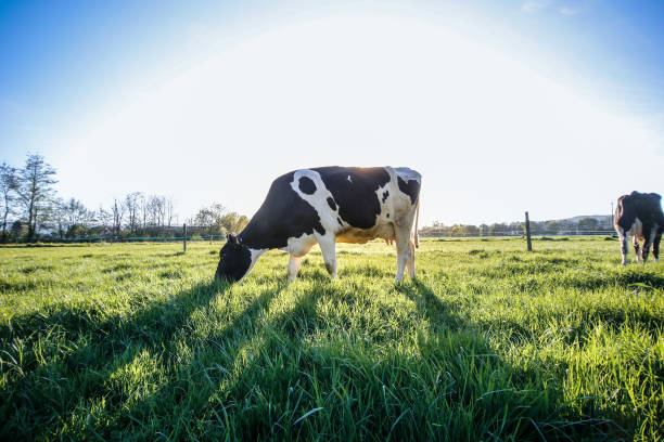 Farm Accounting